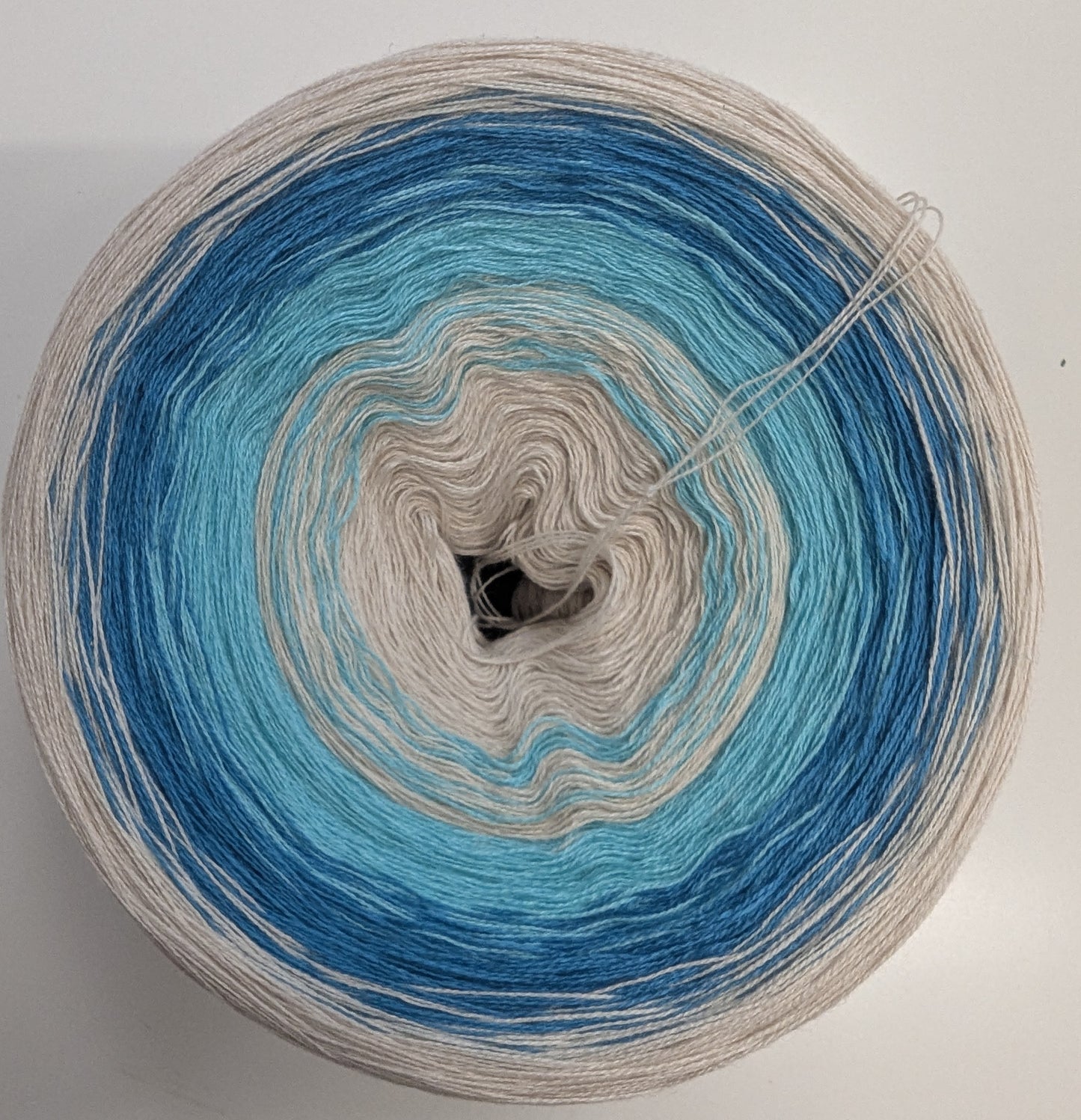 Muschelhorn